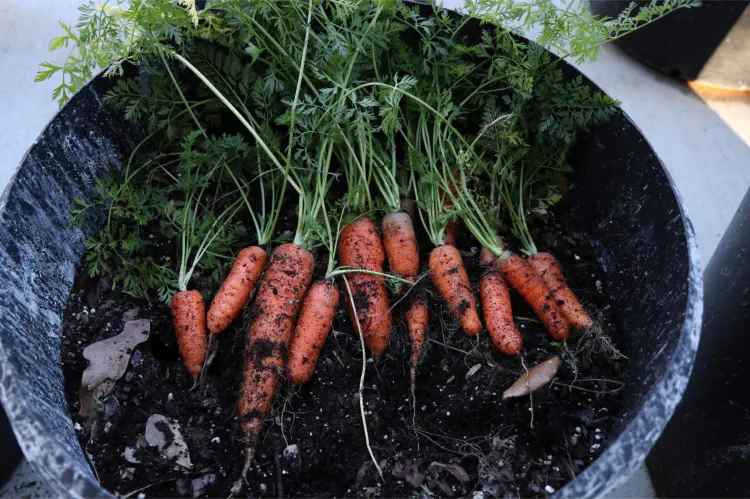 Growing Carrots in Pots and Containers